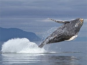 Gran Canaria Boat Trips :: The best boat partys & trips and excursions
