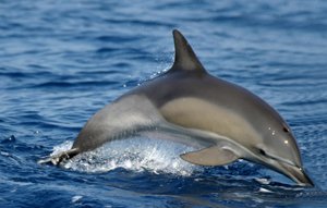 Bottlenose Dolphin :: Dolphin Species in Gran Canaria