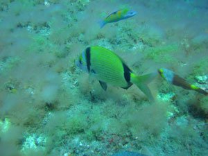 Click to see more pictures